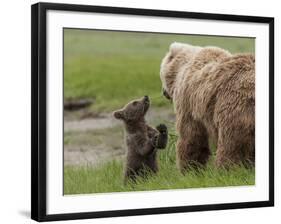 USA, Alaska, Katmai National Park, Hallo Bay. Coastal Brown Bear with twins-Frank Zurey-Framed Premium Photographic Print