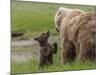USA, Alaska, Katmai National Park, Hallo Bay. Coastal Brown Bear with twins-Frank Zurey-Mounted Premium Photographic Print