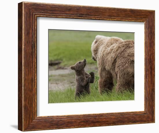 USA, Alaska, Katmai National Park, Hallo Bay. Coastal Brown Bear with twins-Frank Zurey-Framed Photographic Print