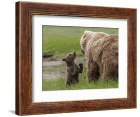 USA, Alaska, Katmai National Park, Hallo Bay. Coastal Brown Bear with twins-Frank Zurey-Framed Photographic Print