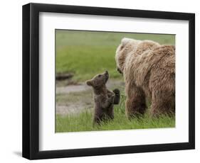 USA, Alaska, Katmai National Park, Hallo Bay. Coastal Brown Bear with twins-Frank Zurey-Framed Photographic Print