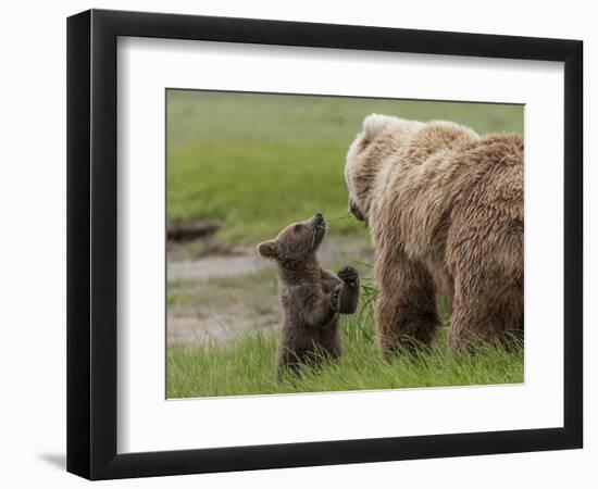 USA, Alaska, Katmai National Park, Hallo Bay. Coastal Brown Bear with twins-Frank Zurey-Framed Photographic Print