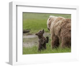 USA, Alaska, Katmai National Park, Hallo Bay. Coastal Brown Bear with twins-Frank Zurey-Framed Photographic Print