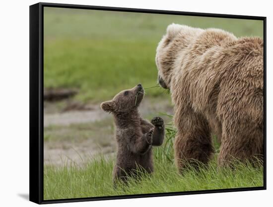 USA, Alaska, Katmai National Park, Hallo Bay. Coastal Brown Bear with twins-Frank Zurey-Framed Stretched Canvas