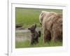 USA, Alaska, Katmai National Park, Hallo Bay. Coastal Brown Bear with twins-Frank Zurey-Framed Photographic Print