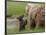 USA, Alaska, Katmai National Park, Hallo Bay. Coastal Brown Bear with twins-Frank Zurey-Framed Photographic Print