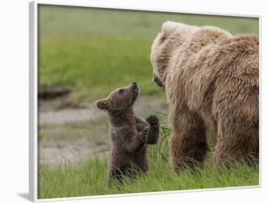 USA, Alaska, Katmai National Park, Hallo Bay. Coastal Brown Bear with twins-Frank Zurey-Framed Photographic Print