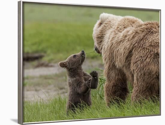 USA, Alaska, Katmai National Park, Hallo Bay. Coastal Brown Bear with twins-Frank Zurey-Framed Photographic Print