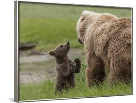 USA, Alaska, Katmai National Park, Hallo Bay. Coastal Brown Bear with twins-Frank Zurey-Framed Photographic Print