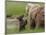 USA, Alaska, Katmai National Park, Hallo Bay. Coastal Brown Bear with twins-Frank Zurey-Framed Photographic Print