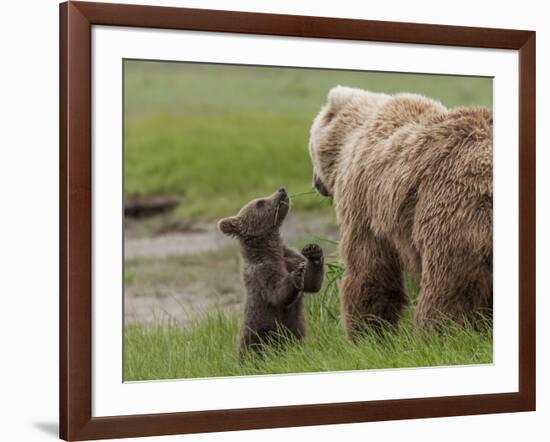 USA, Alaska, Katmai National Park, Hallo Bay. Coastal Brown Bear with twins-Frank Zurey-Framed Photographic Print