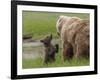 USA, Alaska, Katmai National Park, Hallo Bay. Coastal Brown Bear with twins-Frank Zurey-Framed Photographic Print