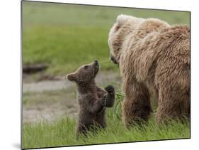 USA, Alaska, Katmai National Park, Hallo Bay. Coastal Brown Bear with twins-Frank Zurey-Mounted Photographic Print