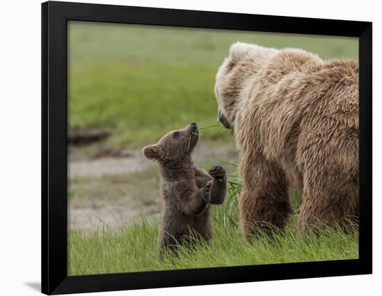 USA, Alaska, Katmai National Park, Hallo Bay. Coastal Brown Bear with twins-Frank Zurey-Framed Photographic Print