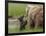 USA, Alaska, Katmai National Park, Hallo Bay. Coastal Brown Bear with twins-Frank Zurey-Framed Photographic Print