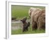 USA, Alaska, Katmai National Park, Hallo Bay. Coastal Brown Bear with twins-Frank Zurey-Framed Photographic Print