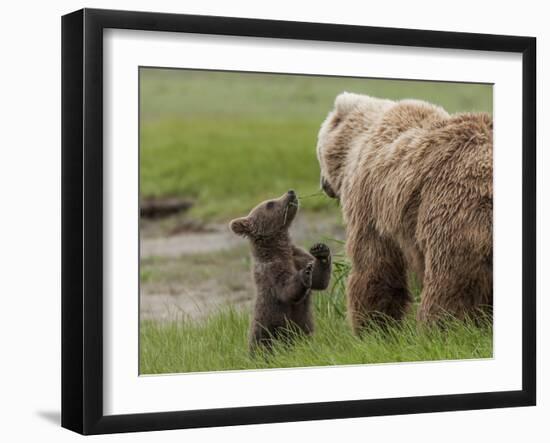 USA, Alaska, Katmai National Park, Hallo Bay. Coastal Brown Bear with twins-Frank Zurey-Framed Premium Photographic Print