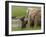 USA, Alaska, Katmai National Park, Hallo Bay. Coastal Brown Bear with twins-Frank Zurey-Framed Premium Photographic Print