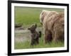 USA, Alaska, Katmai National Park, Hallo Bay. Coastal Brown Bear with twins-Frank Zurey-Framed Photographic Print