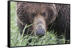 USA, Alaska, Katmai National Park, Hallo Bay. Coastal Brown Bear.-Frank Zurey-Framed Stretched Canvas