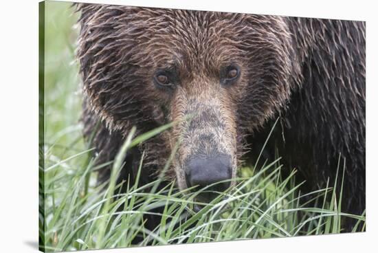 USA, Alaska, Katmai National Park, Hallo Bay. Coastal Brown Bear.-Frank Zurey-Stretched Canvas