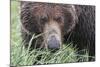 USA, Alaska, Katmai National Park, Hallo Bay. Coastal Brown Bear.-Frank Zurey-Mounted Photographic Print