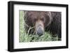 USA, Alaska, Katmai National Park, Hallo Bay. Coastal Brown Bear.-Frank Zurey-Framed Photographic Print