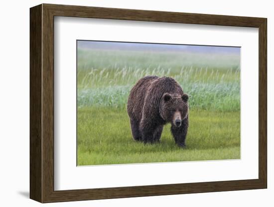 USA, Alaska, Katmai National Park, Hallo Bay. Coastal Brown Bear.-Frank Zurey-Framed Photographic Print