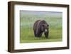 USA, Alaska, Katmai National Park, Hallo Bay. Coastal Brown Bear.-Frank Zurey-Framed Photographic Print