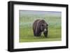 USA, Alaska, Katmai National Park, Hallo Bay. Coastal Brown Bear.-Frank Zurey-Framed Photographic Print