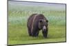 USA, Alaska, Katmai National Park, Hallo Bay. Coastal Brown Bear.-Frank Zurey-Mounted Photographic Print