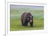 USA, Alaska, Katmai National Park, Hallo Bay. Coastal Brown Bear.-Frank Zurey-Framed Premium Photographic Print