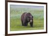 USA, Alaska, Katmai National Park, Hallo Bay. Coastal Brown Bear.-Frank Zurey-Framed Premium Photographic Print