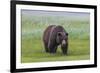 USA, Alaska, Katmai National Park, Hallo Bay. Coastal Brown Bear.-Frank Zurey-Framed Premium Photographic Print