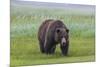 USA, Alaska, Katmai National Park, Hallo Bay. Coastal Brown Bear.-Frank Zurey-Mounted Premium Photographic Print