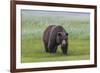 USA, Alaska, Katmai National Park, Hallo Bay. Coastal Brown Bear.-Frank Zurey-Framed Photographic Print