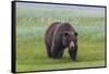 USA, Alaska, Katmai National Park, Hallo Bay. Coastal Brown Bear.-Frank Zurey-Framed Stretched Canvas