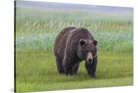 USA, Alaska, Katmai National Park, Hallo Bay. Coastal Brown Bear.-Frank Zurey-Stretched Canvas