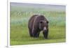 USA, Alaska, Katmai National Park, Hallo Bay. Coastal Brown Bear.-Frank Zurey-Framed Photographic Print