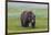 USA, Alaska, Katmai National Park, Hallo Bay. Coastal Brown Bear.-Frank Zurey-Framed Photographic Print