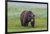 USA, Alaska, Katmai National Park, Hallo Bay. Coastal Brown Bear.-Frank Zurey-Framed Photographic Print