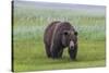 USA, Alaska, Katmai National Park, Hallo Bay. Coastal Brown Bear.-Frank Zurey-Stretched Canvas