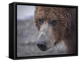 USA, Alaska, Katmai National Park, Hallo Bay. Coastal Brown Bear.-Frank Zurey-Framed Stretched Canvas