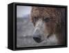 USA, Alaska, Katmai National Park, Hallo Bay. Coastal Brown Bear.-Frank Zurey-Framed Stretched Canvas