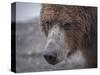 USA, Alaska, Katmai National Park, Hallo Bay. Coastal Brown Bear.-Frank Zurey-Stretched Canvas