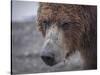 USA, Alaska, Katmai National Park, Hallo Bay. Coastal Brown Bear.-Frank Zurey-Stretched Canvas