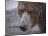 USA, Alaska, Katmai National Park, Hallo Bay. Coastal Brown Bear.-Frank Zurey-Mounted Photographic Print