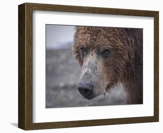 USA, Alaska, Katmai National Park, Hallo Bay. Coastal Brown Bear.-Frank Zurey-Framed Photographic Print