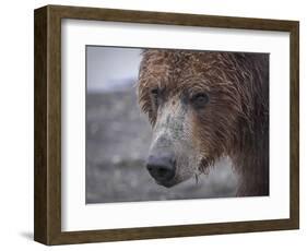 USA, Alaska, Katmai National Park, Hallo Bay. Coastal Brown Bear.-Frank Zurey-Framed Photographic Print