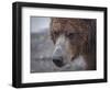 USA, Alaska, Katmai National Park, Hallo Bay. Coastal Brown Bear.-Frank Zurey-Framed Photographic Print